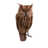 Owl,
