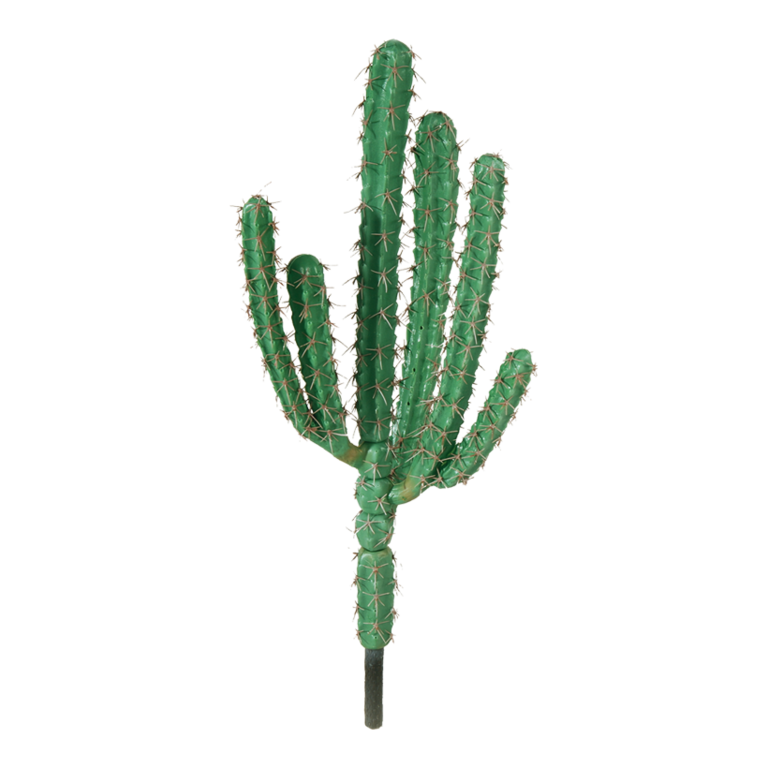 Cactus,