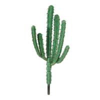 Cactus,