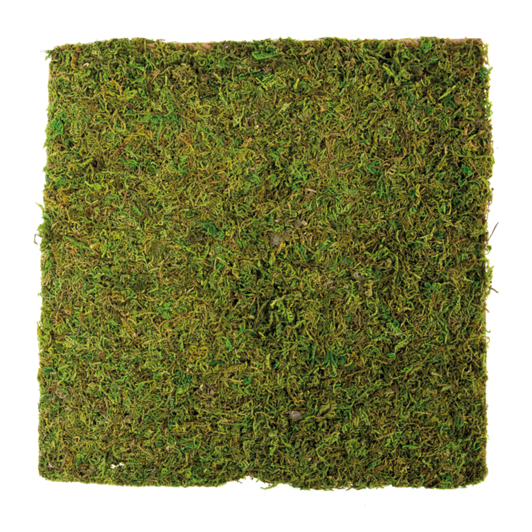 Moss plate, 