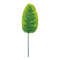 Banana leaf