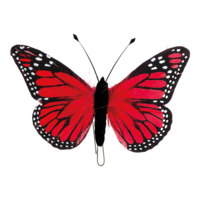 # Butterfly