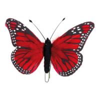 # Butterfly