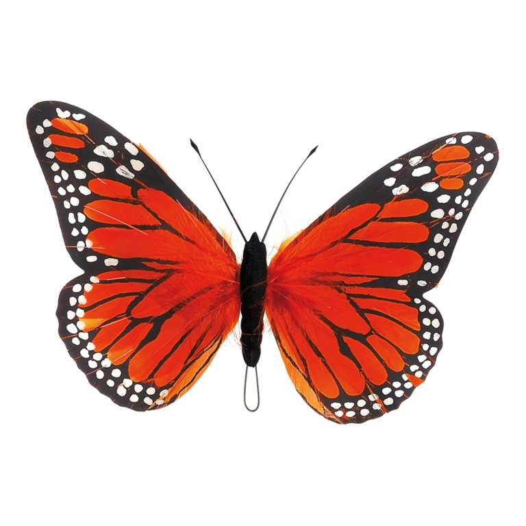 # Butterfly
