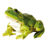 # Frog
