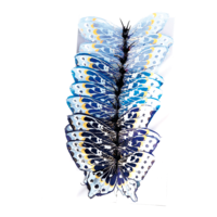 # Butterfly
