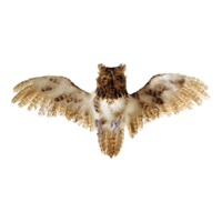 Owl, flying,