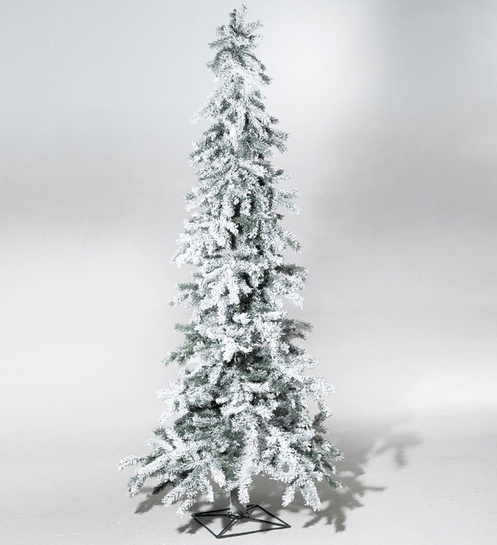 Winter fir