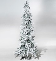 Winter fir