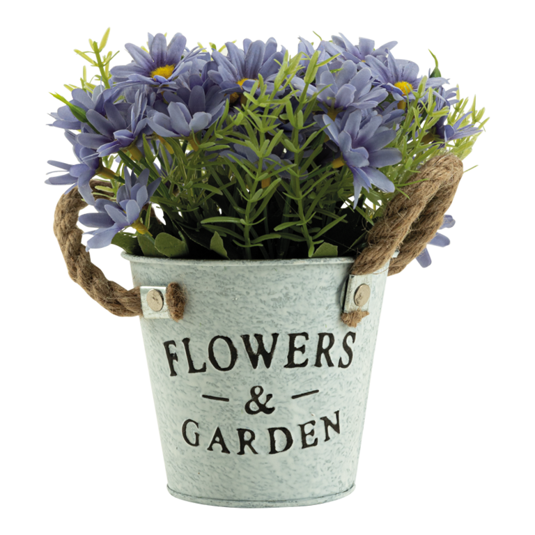 Daisy in pot