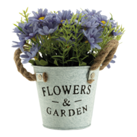 Daisy in pot