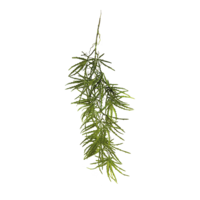 Ray aralia hanger