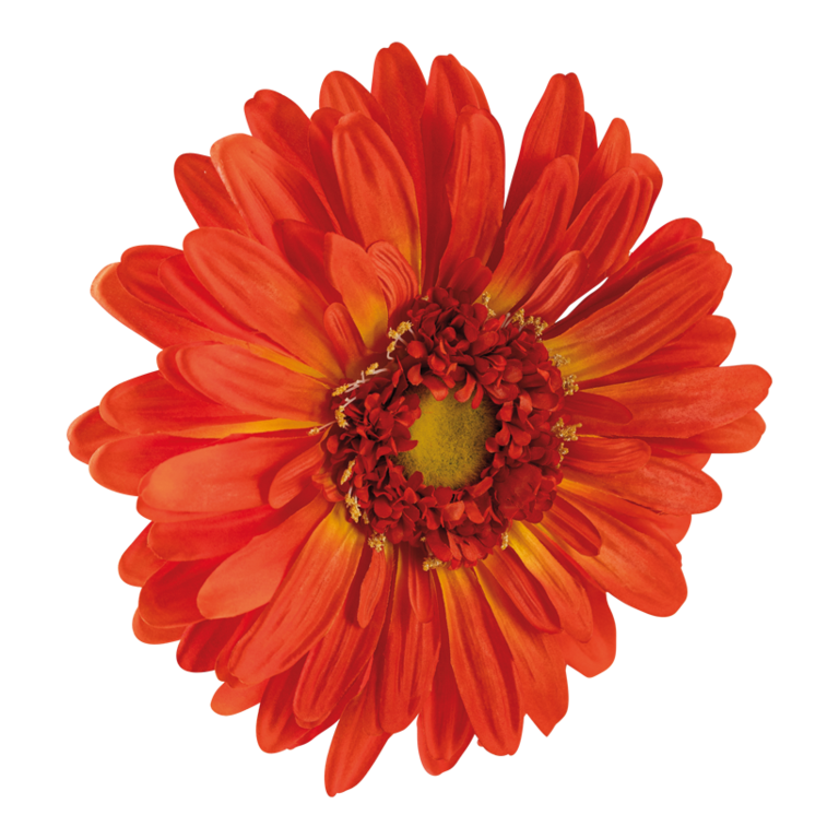 Gerbera head