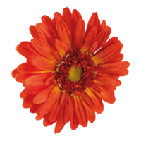 Gerbera head