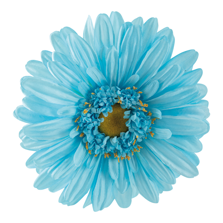 Gerbera head