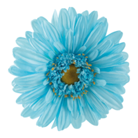 Gerbera head