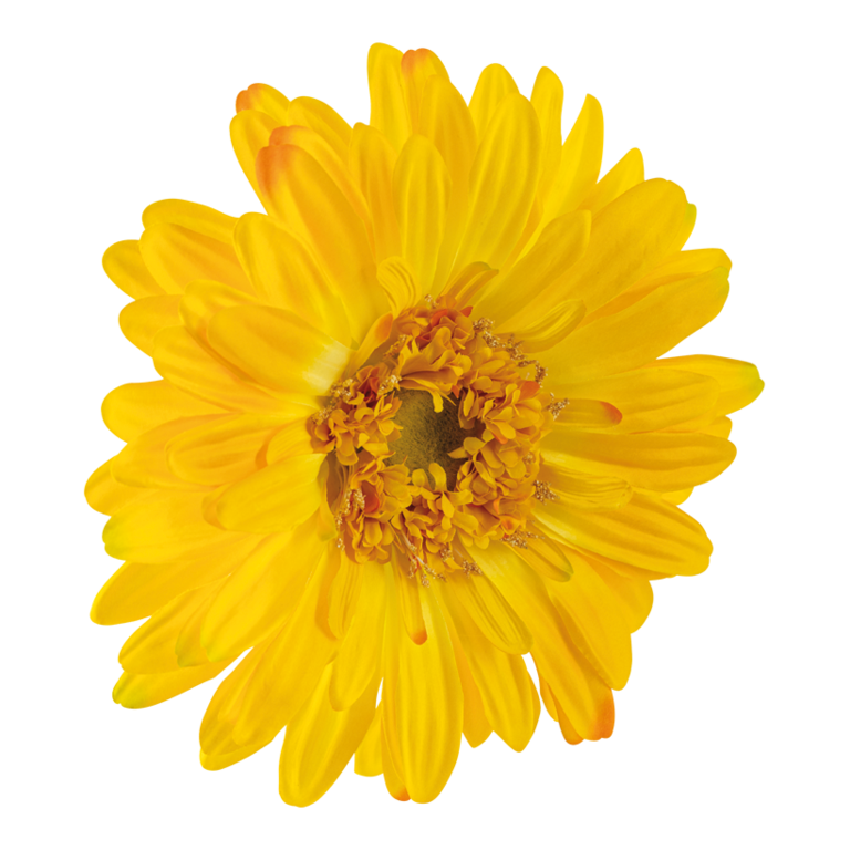 Gerbera head