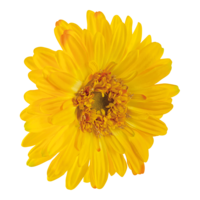 Gerbera head