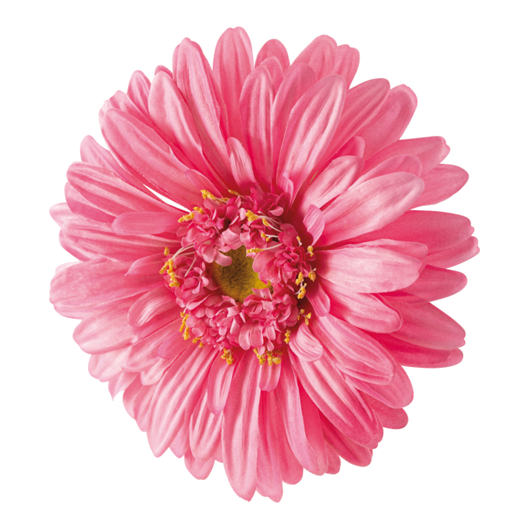 Gerbera head