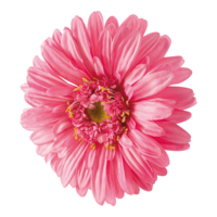 Gerbera head