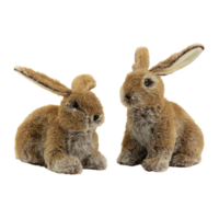 Rabbits