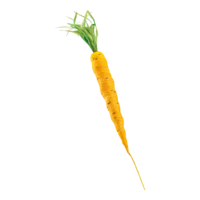 Carrot