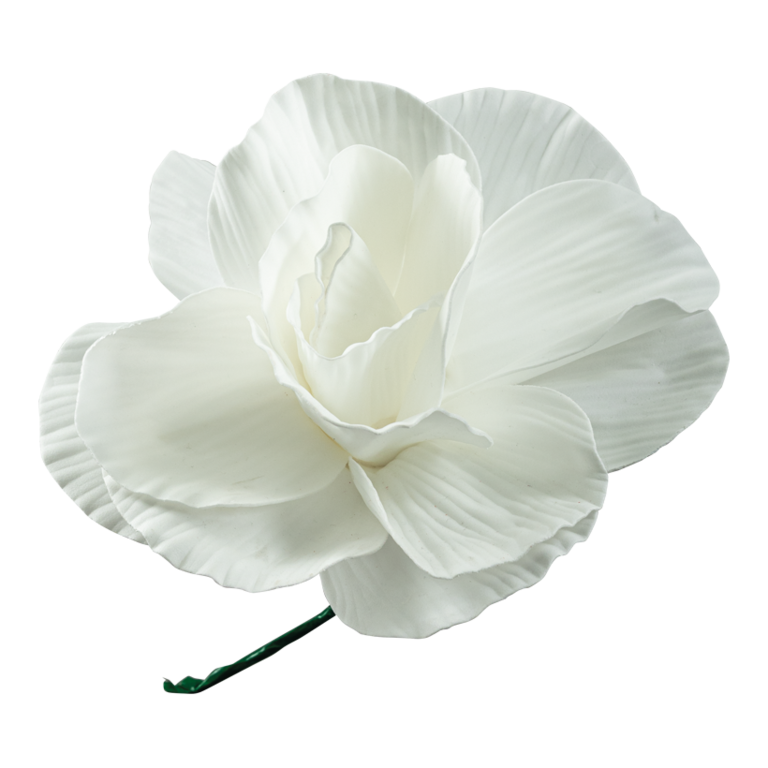 Peony rose