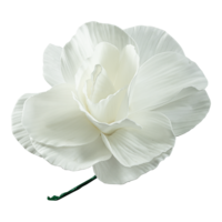 Peony rose