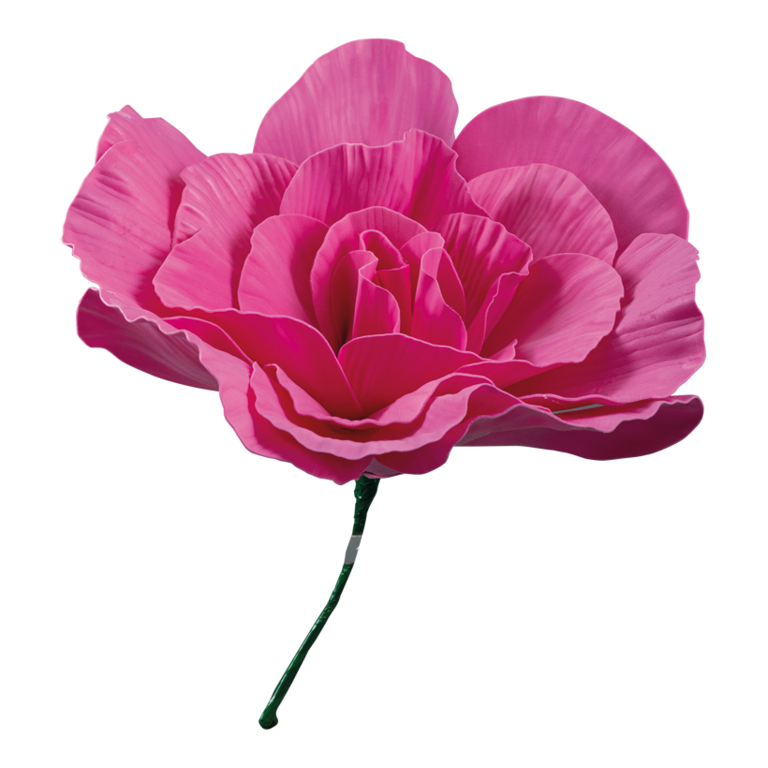 Peony rose