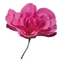 Peony rose