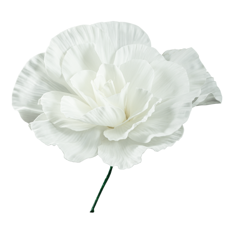 Peony rose