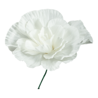 Peony rose