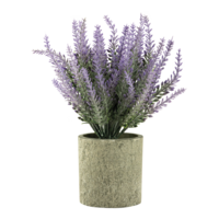 Lavender in pot