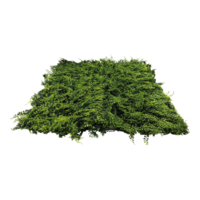 Boxwood panel
