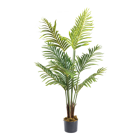 Palm in pot