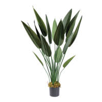 Bird of paradise in pot