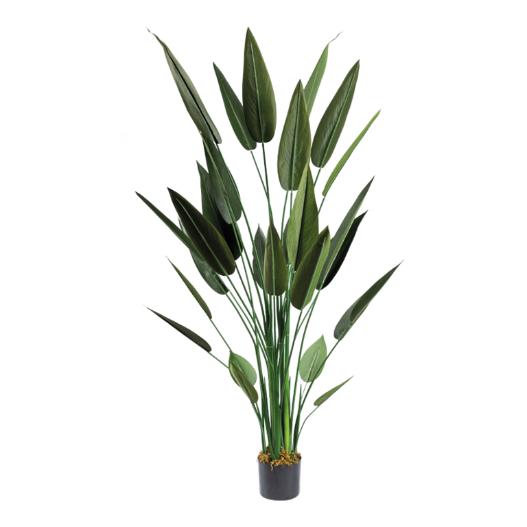Bird of paradise in pot