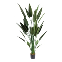 Bird of paradise in pot