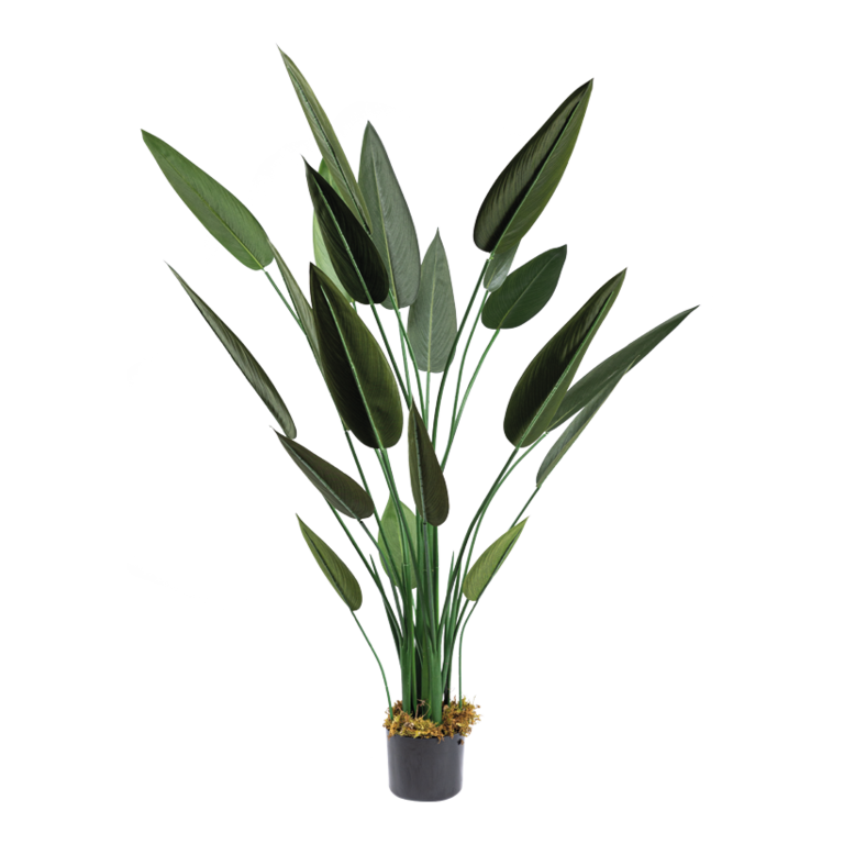 Bird of paradise in pot