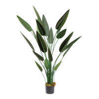 Bird of paradise in pot