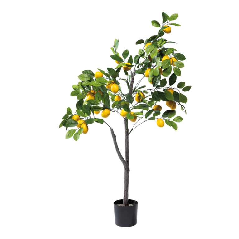 Lemon tree in pot
