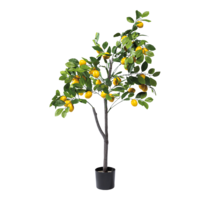 Lemon tree in pot