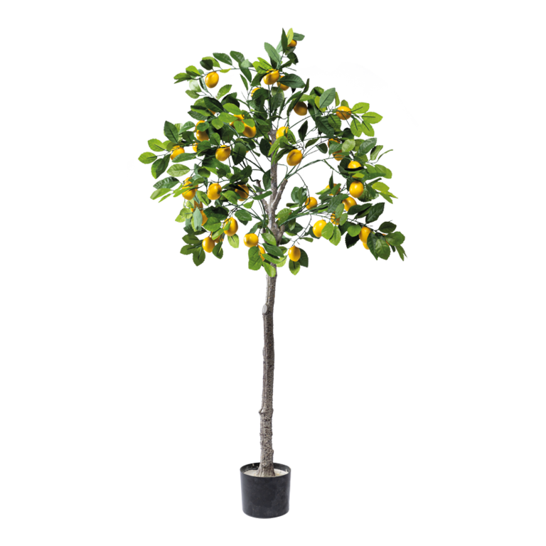 Lemon tree in pot