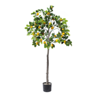 Lemon tree in pot