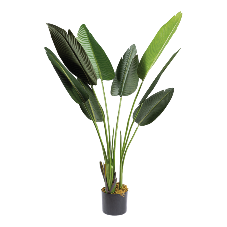 Banana palm tree