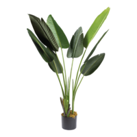 Banana palm tree