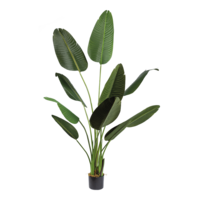 Banana palm tree