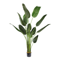 Banana palm tree