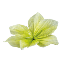 Flower head