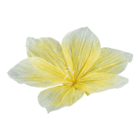 Flower head